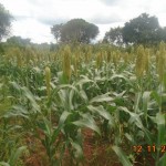 Our farmers's sorghum at flowering stage
