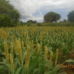 Our farmers's sorghum at flowering stage