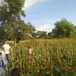 visiting our sorghum farmers
