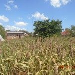 sorghum ready for harvest