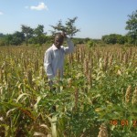 A sorghum field ready for harvesting